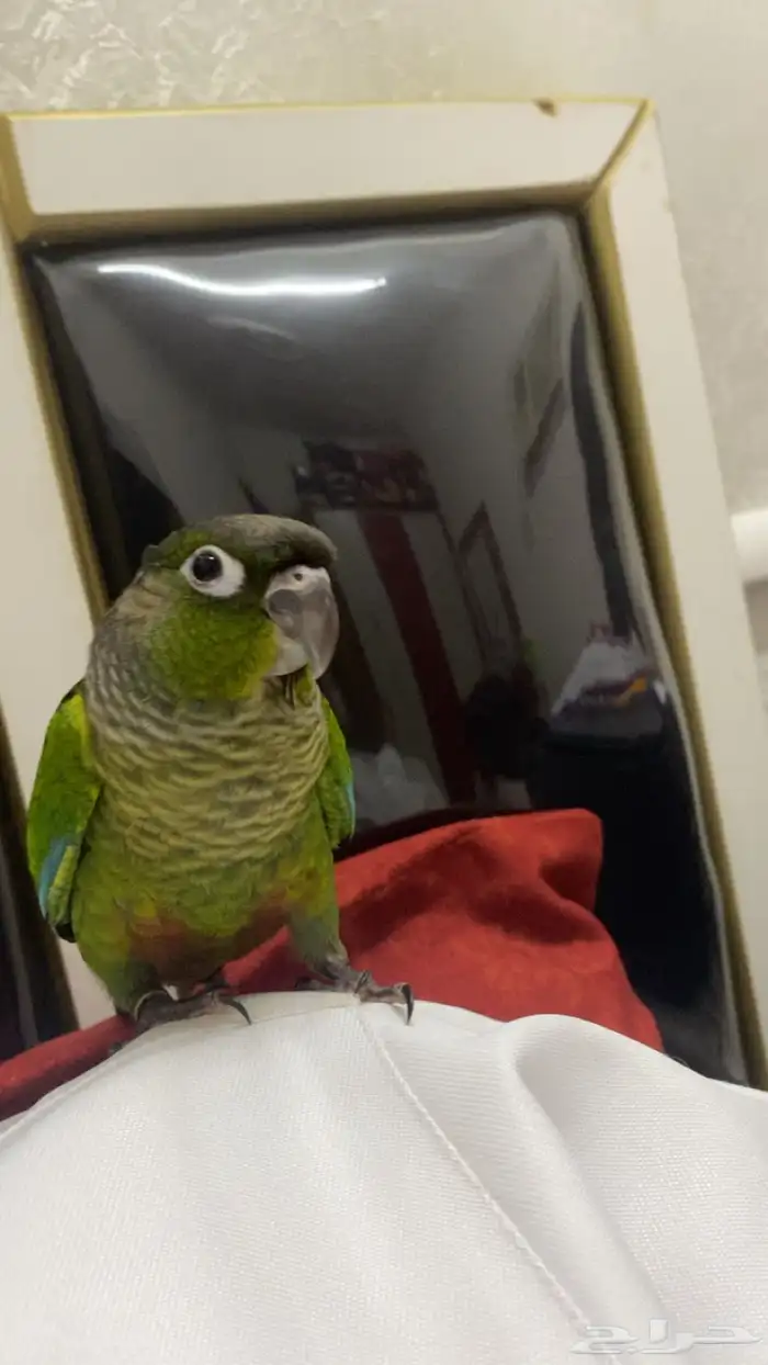 كنيور قرين شيك 1