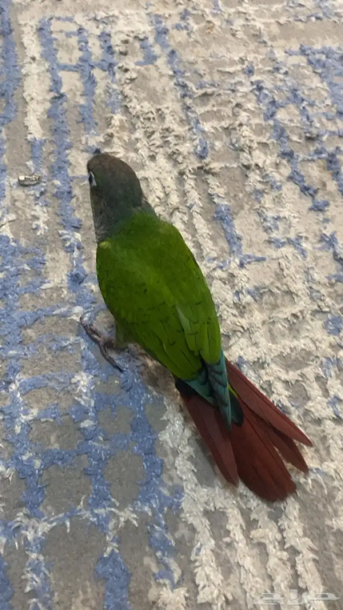 كنيور قرين شيك 5