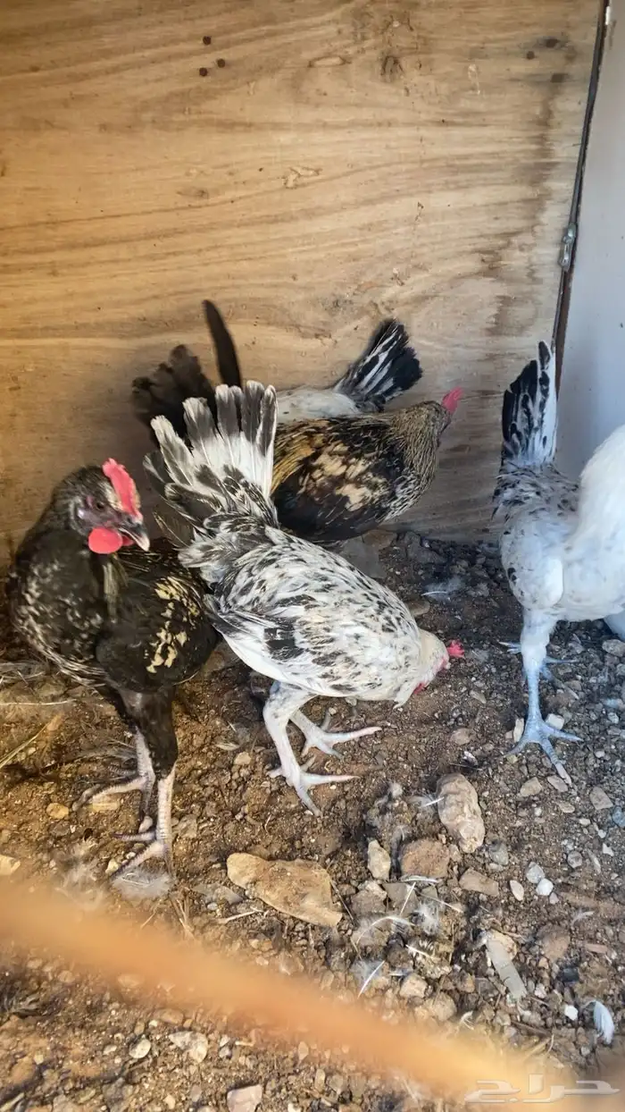 للبيع ديكه 5