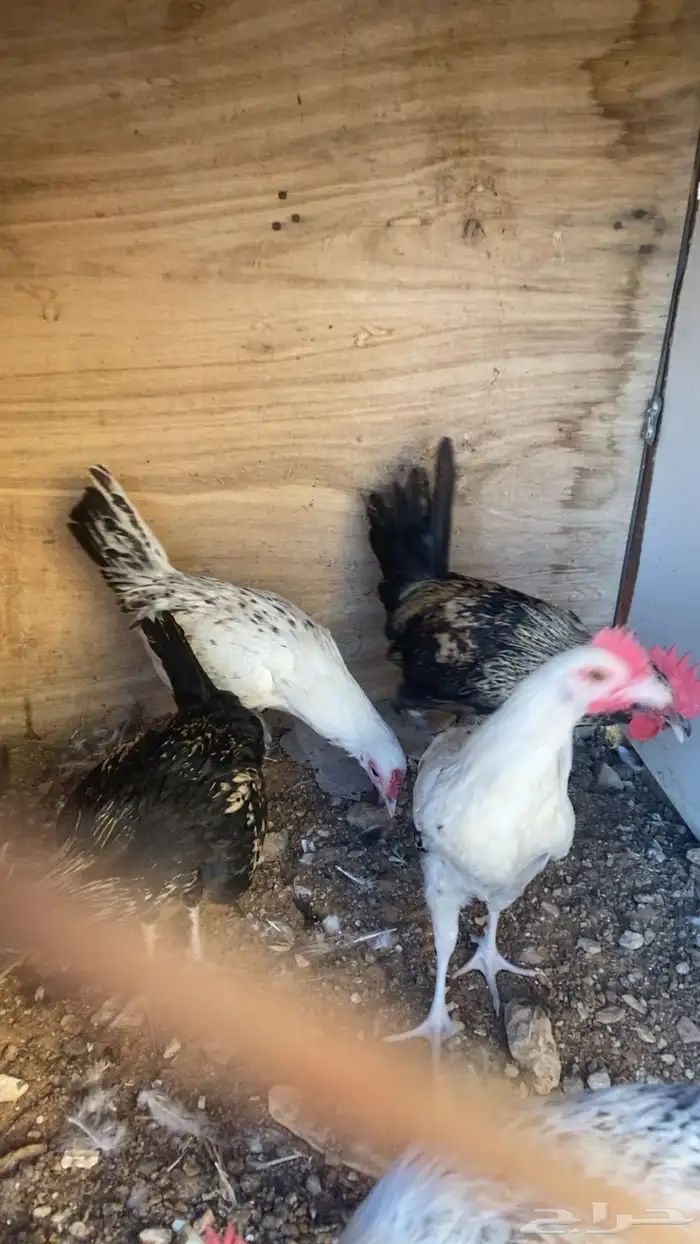 للبيع ديكه 1