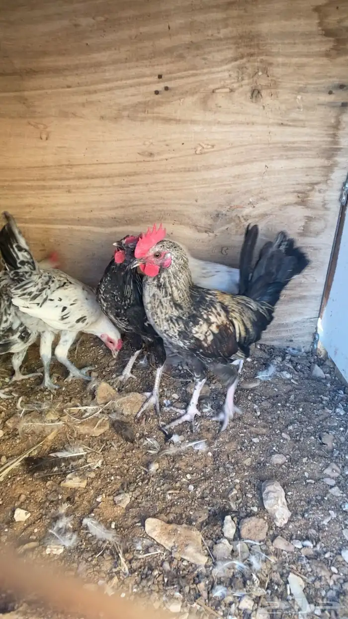 للبيع ديكه 0