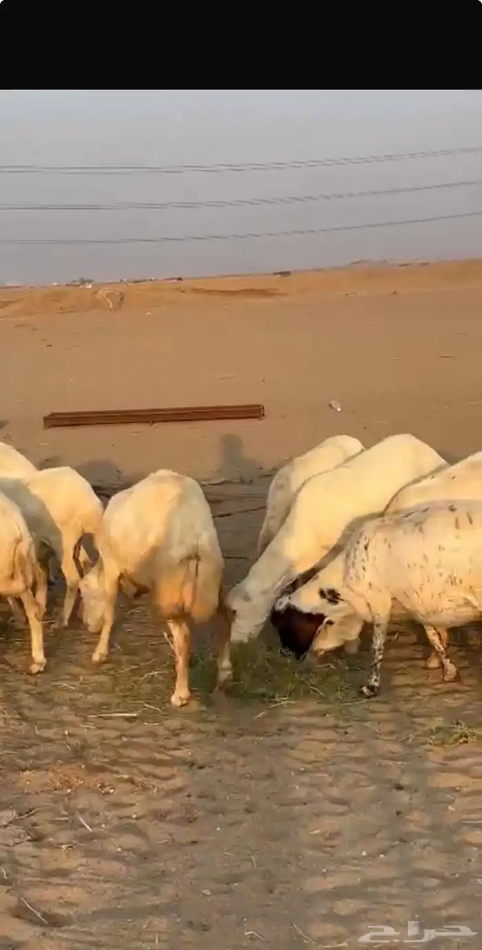 ضان رفيديات دفيع ونظيفه 7