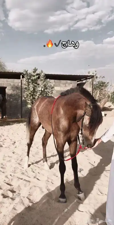 الحصان ذا مطلوب index