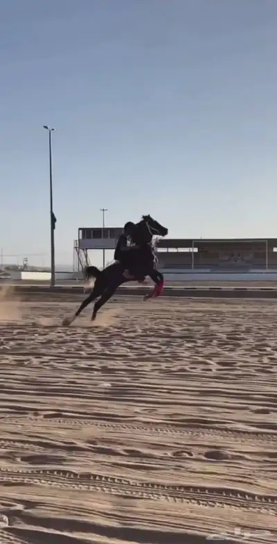 الحصان ذا مطلوب index