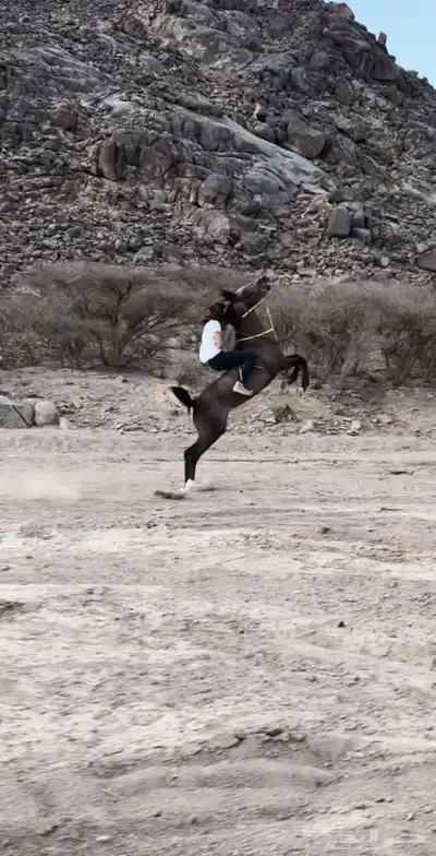 الحصان ذا مطلوب index