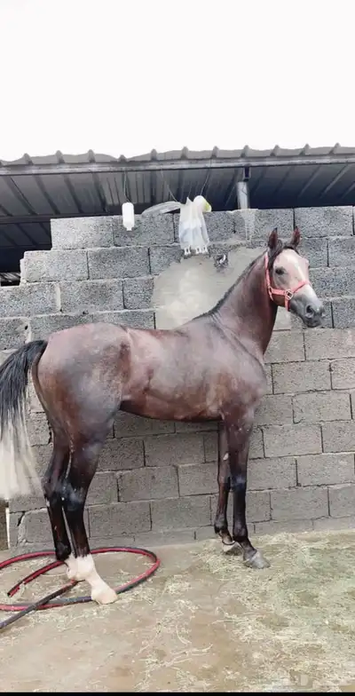 الحصان ذا مطلوب index