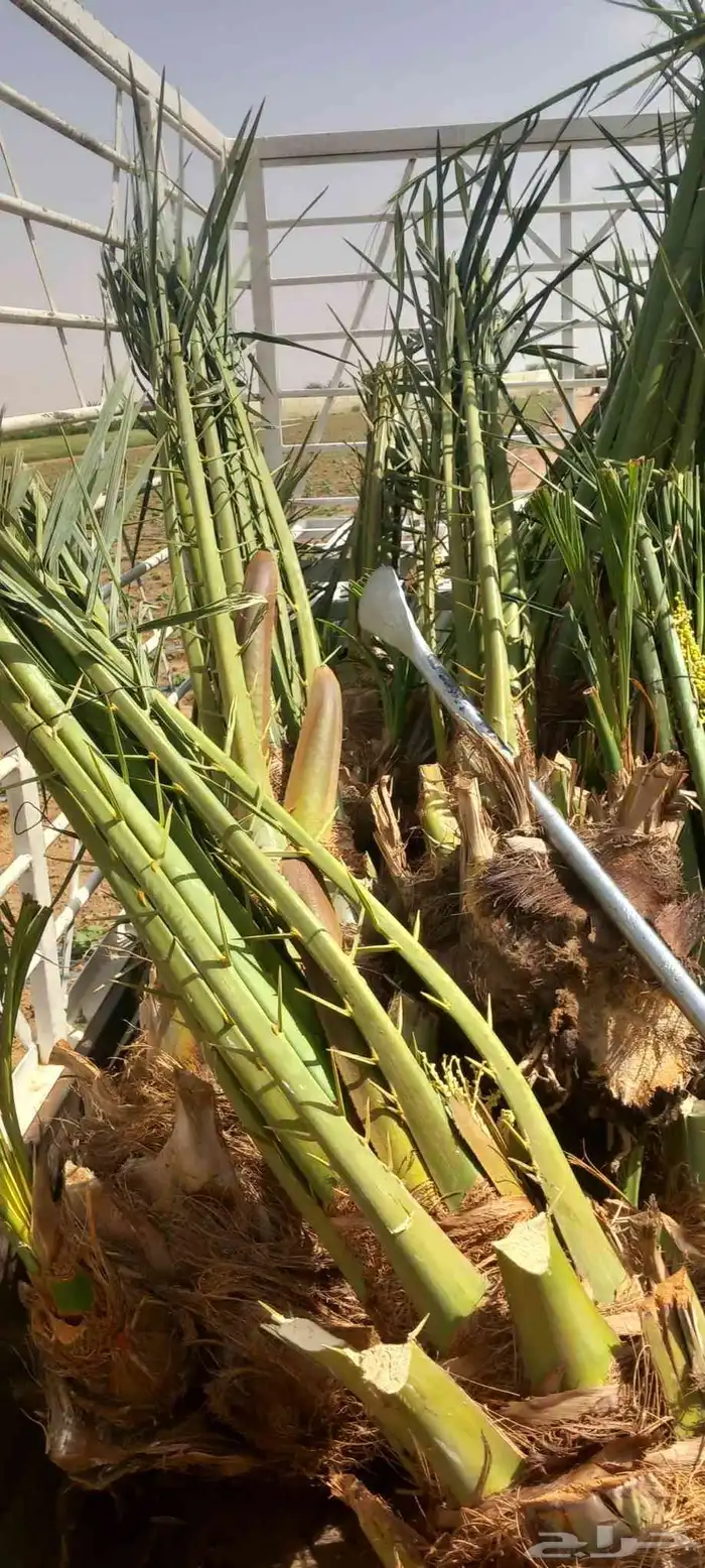 ابو ناجي لزراعه وتوريد أشجار النخيل والزيتون 5