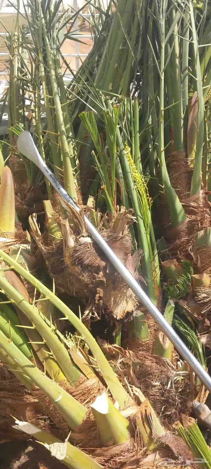 ابو ناجي لزراعه وتوريد أشجار النخيل والزيتون 7