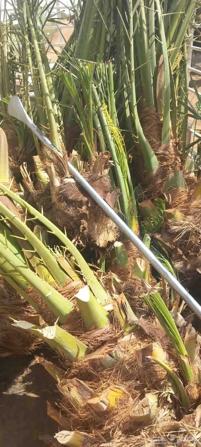 ابو ناجي لزراعه وتوريد أشجار النخيل والزيتون 10