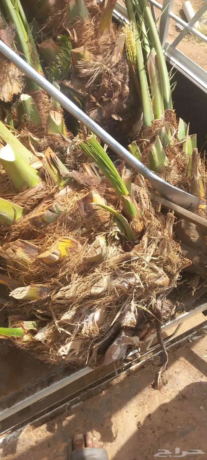 ابو ناجي لزراعه وتوريد أشجار النخيل والزيتون 4