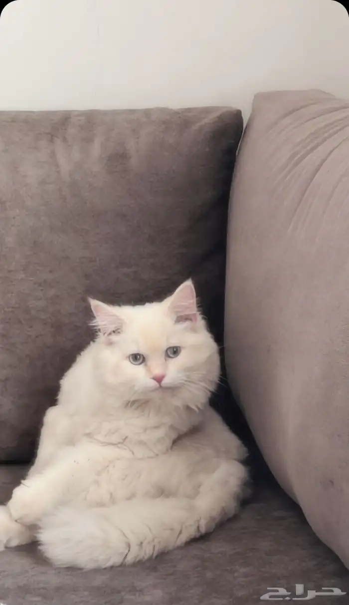 قط ذكر هجين شيرازي وهملايا 1