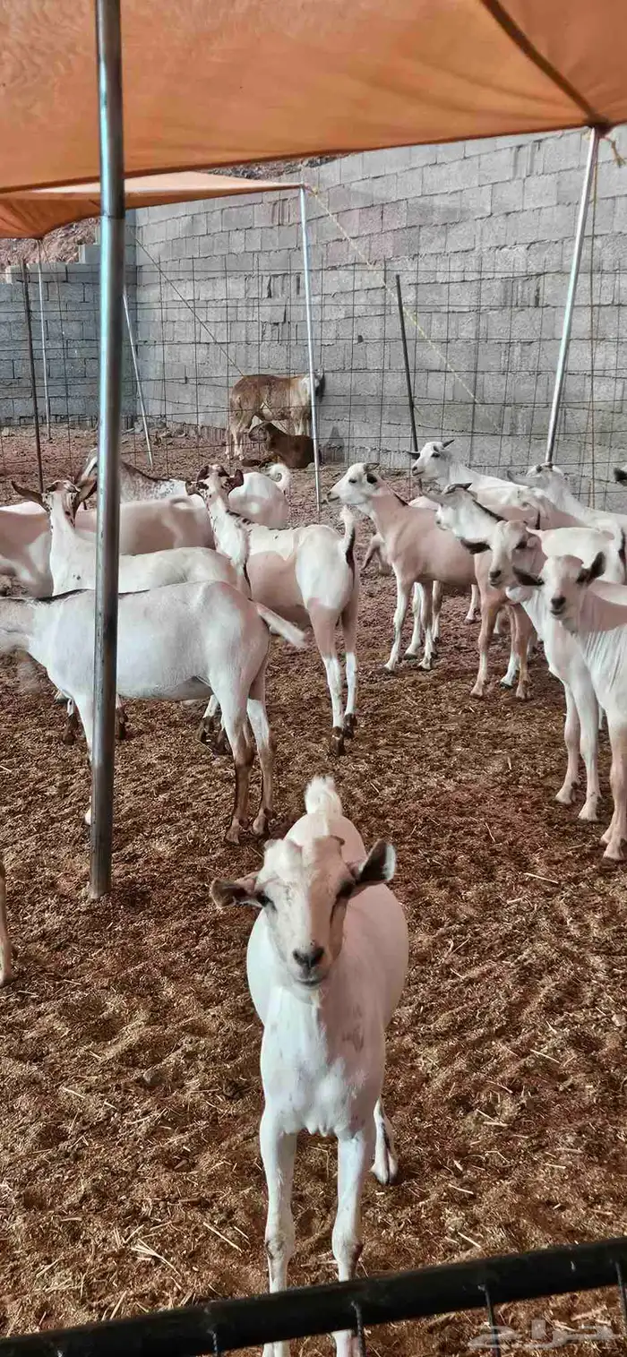 سواكن حمري وتيوس بحاره مرابي 2