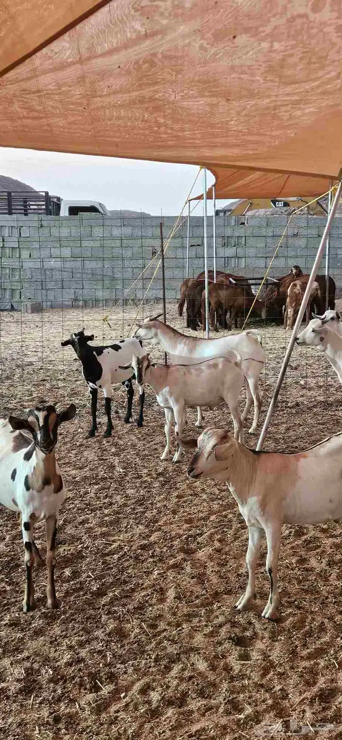 سواكن حمري وتيوس بحاره مرابي 0