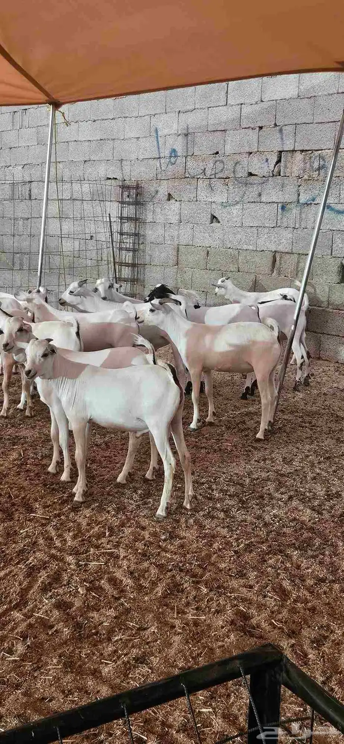 سواكن حمري وتيوس بحاره مرابي 1