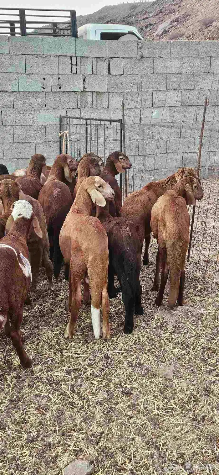 سواكن حمري وتيوس بحاره مرابي 3