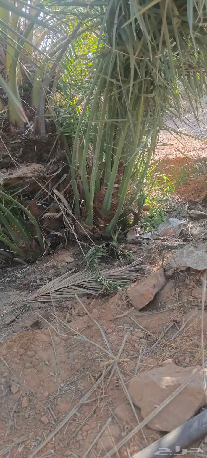 فروخ مجدول صقعي خضري خلاص للبيع 6