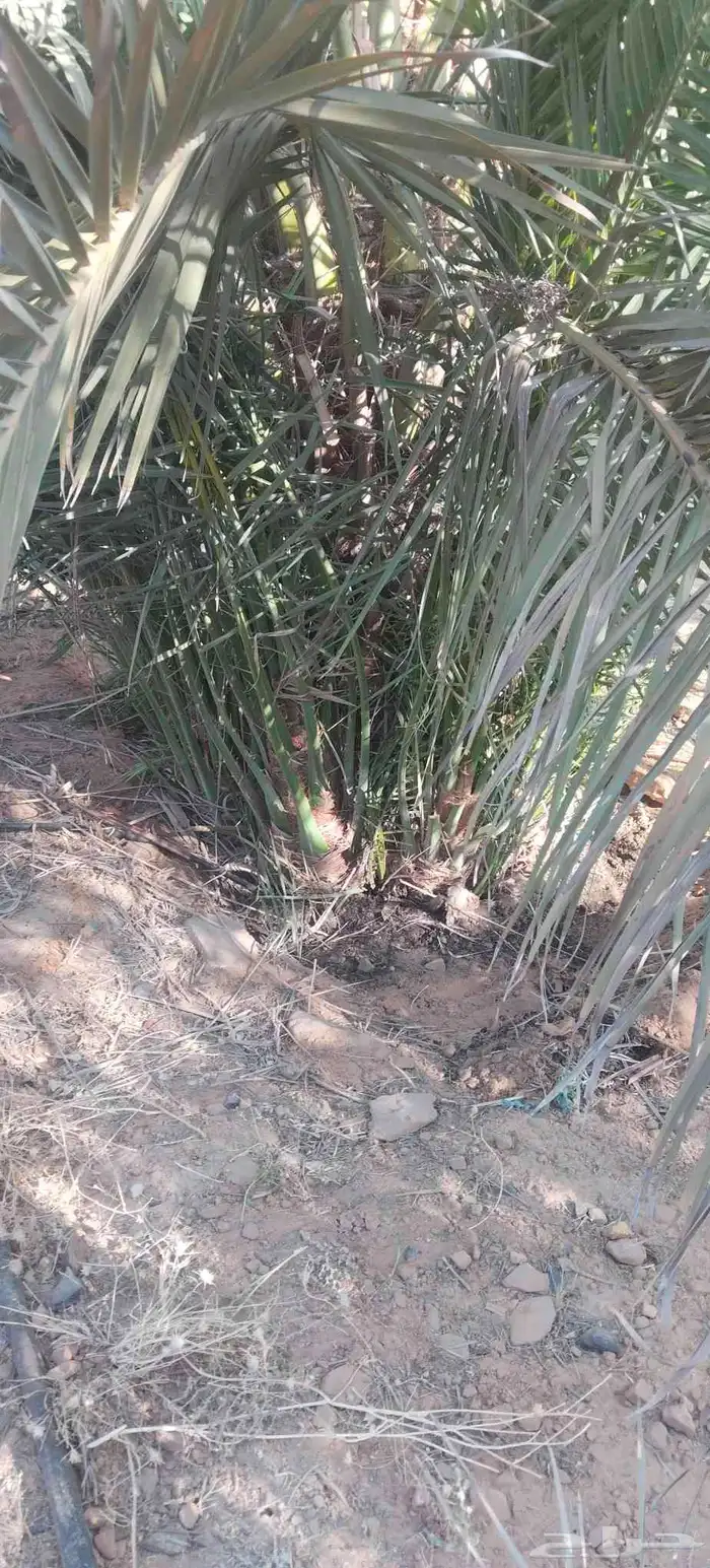 فروخ مجدول صقعي خضري خلاص للبيع 5