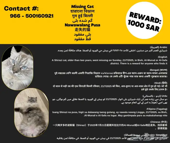 بيش مو صبيا   قط ضائع هناك مكافأة لمن يجد 0