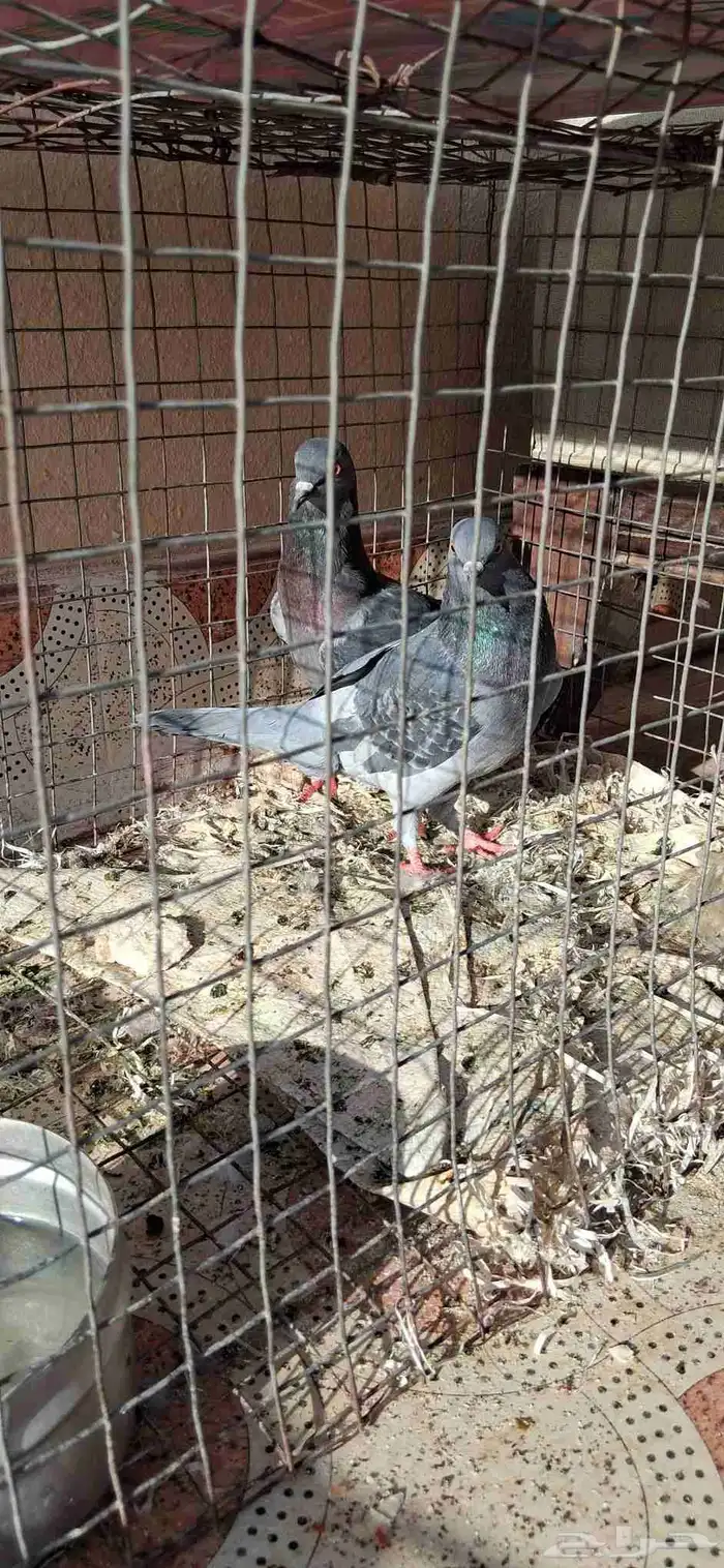 حمام فرنسي سلفر 20 جوز البيع موقع المزاحمية 0
