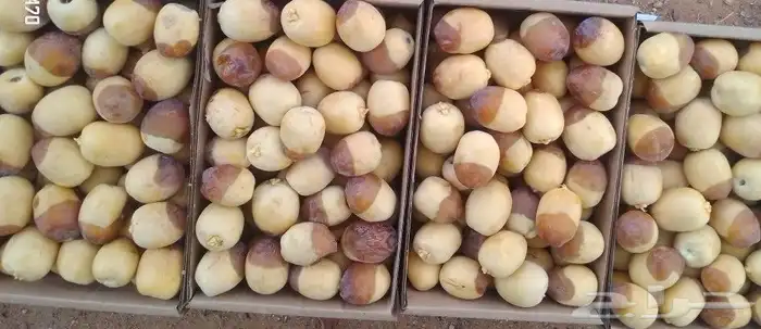 خراف مناصيف هلاليه 0