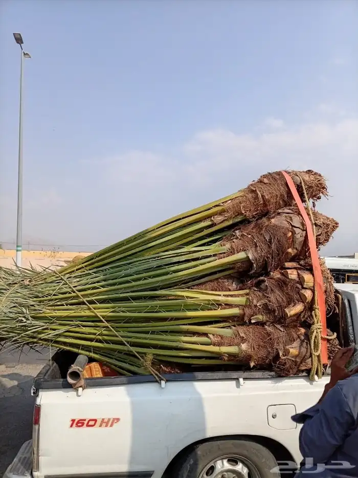 نخل القصيم نخلوطيب ومثمر على هذا الرقم 1