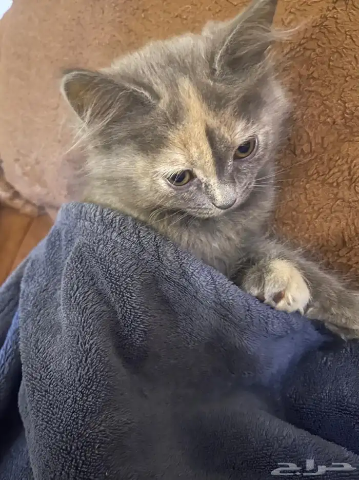 قطتين كيتن 2