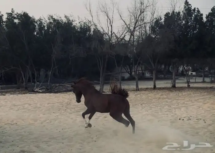 حصان مصري شعبي 1