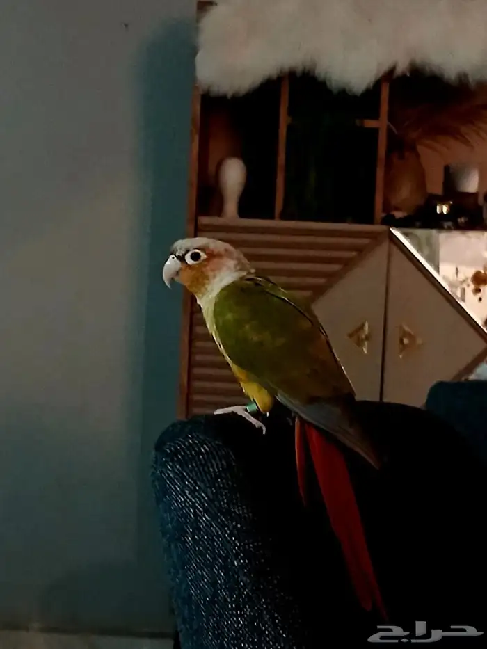 طير كنيور اليف القنفذه القوز 0