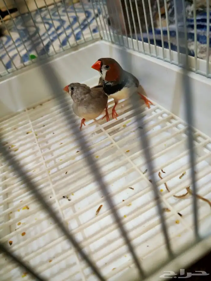 جوز جاوا وا جوز زيبرا هولندي 3