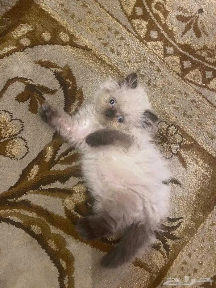 كتن هيمالايا 0