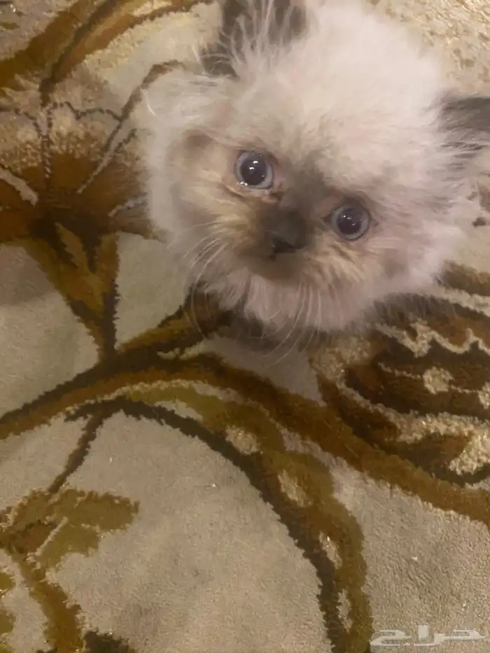 كتن هيمالايا 5