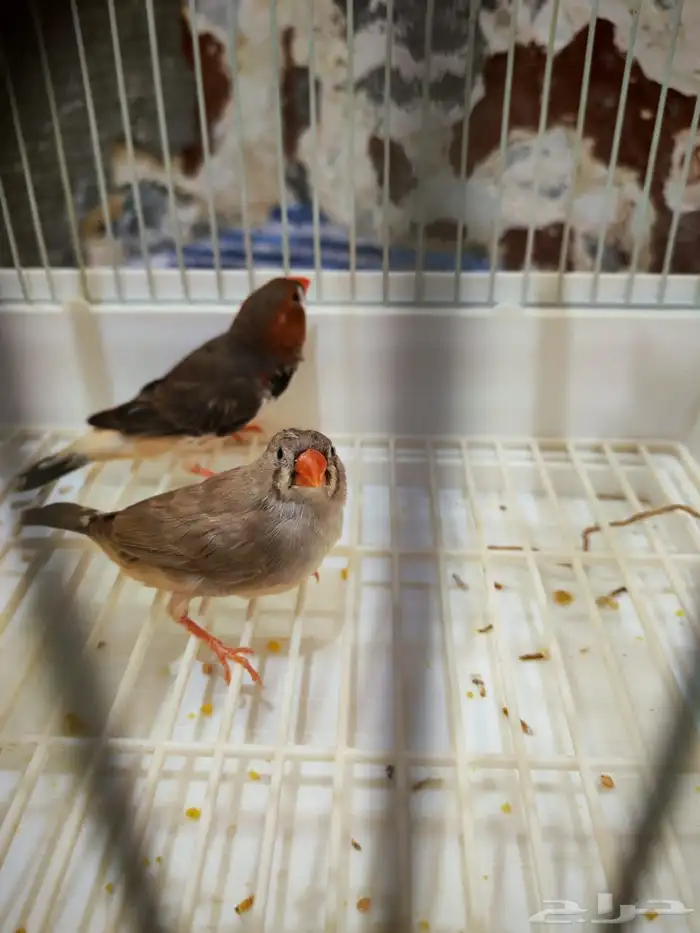 جوز جاوا وا جوز زيبرا هولندي 2