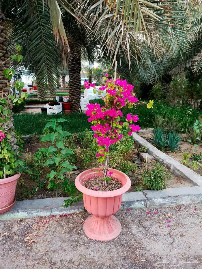 تنسيق حدائق منزليه بالاحساء 0