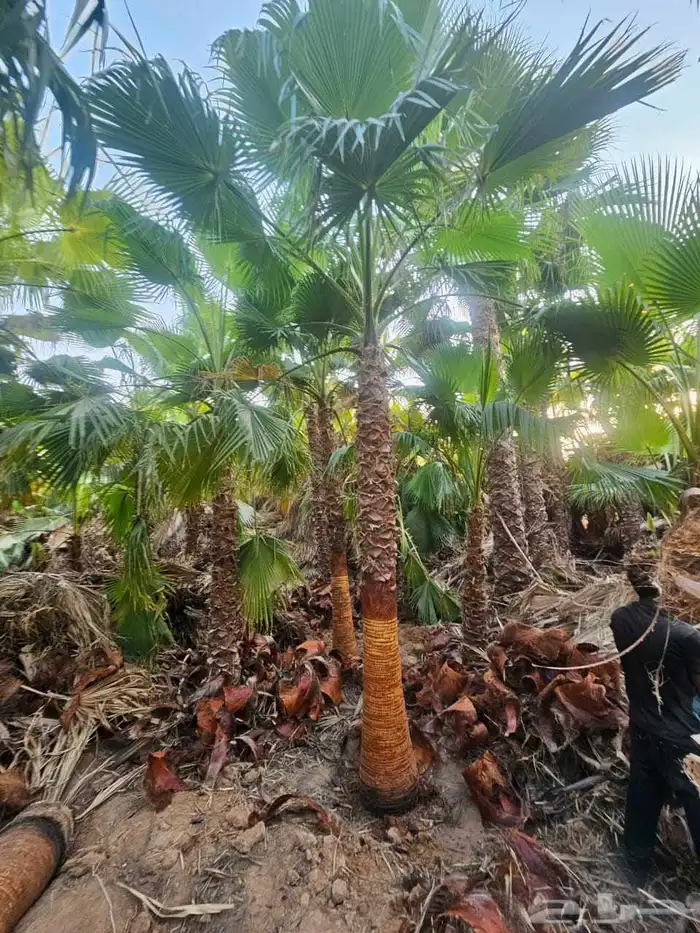 نخل واشنطني 6