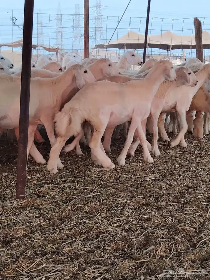 رخال حريات فرش الفحل 1