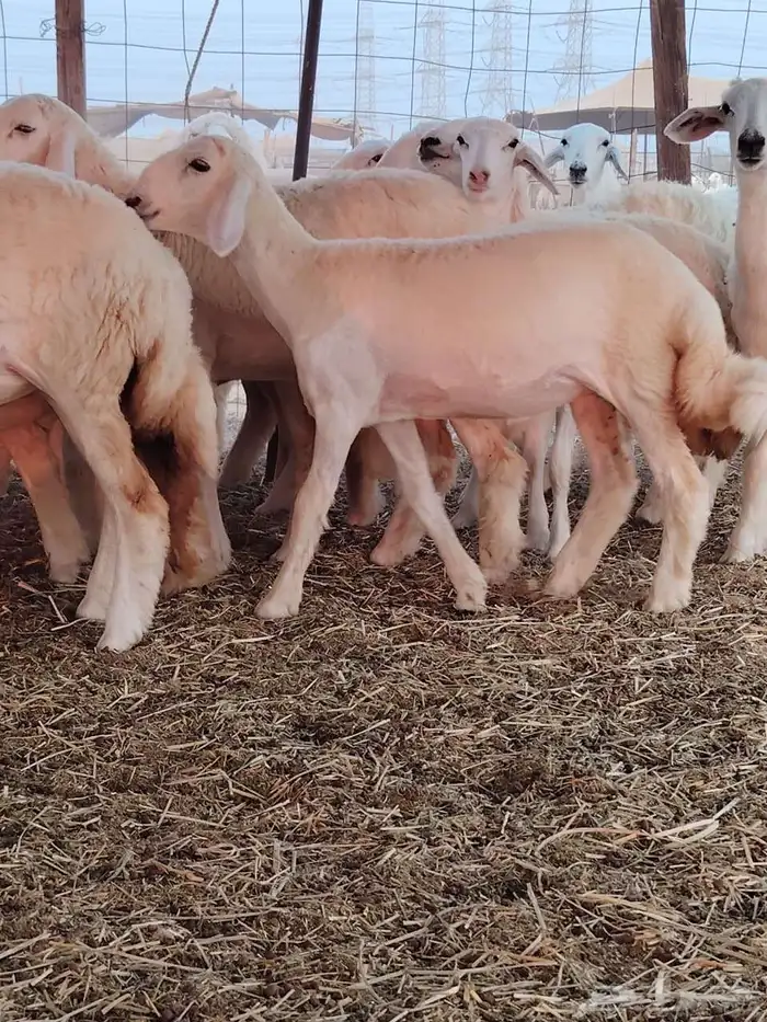 رخال حريات فرش الفحل 2