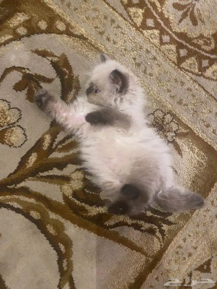 كتن هيمالايا 3