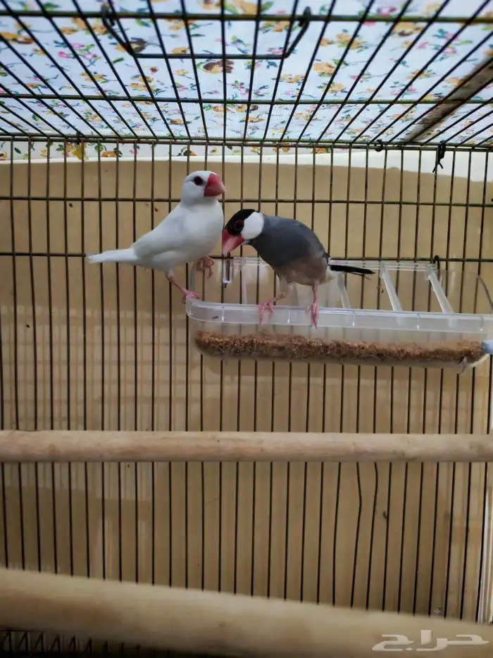 جوز جاوا وا جوز زيبرا هولندي 0