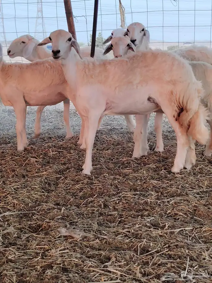 رخال حريات فرش الفحل 7