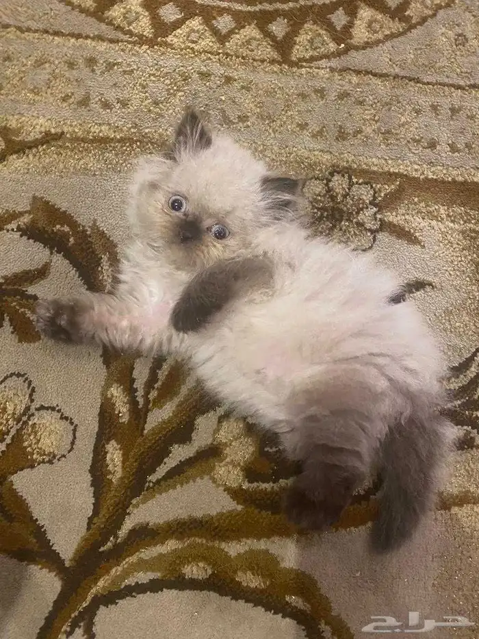 كتن هيمالايا 1