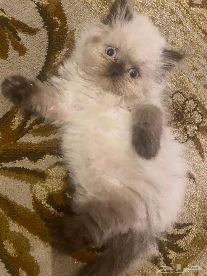 كتن هيمالايا 2