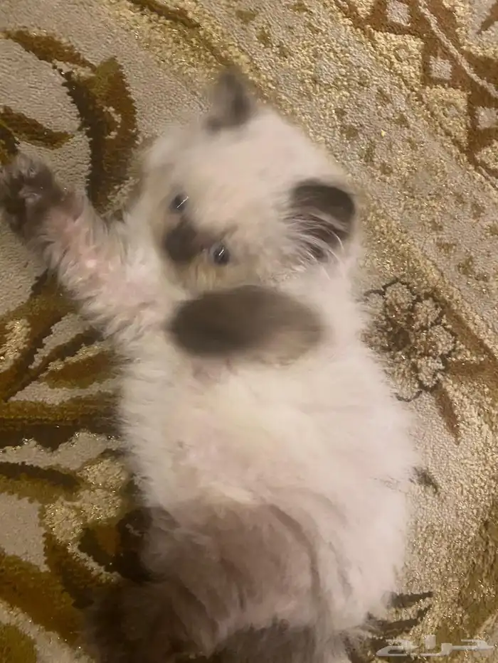 كتن هيمالايا 4