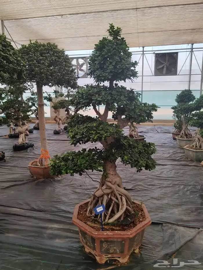 شجر زيتون معمر وفايكس ميكروكاربا بونساي 5