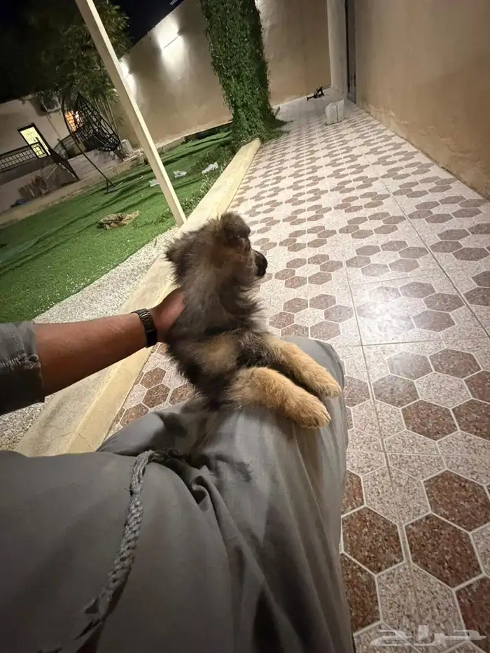 جراوه جيرمن شيبرد سيبل بيور 10