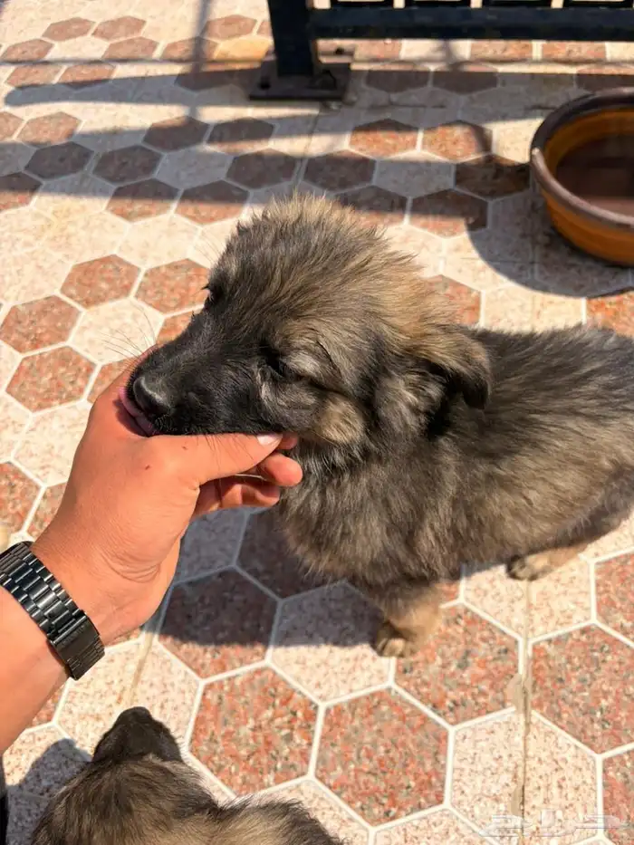 جراوه جيرمن شيبرد سيبل بيور 6