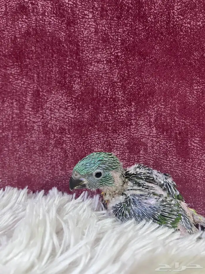 فرخ ببغاء لوري سكالي 4