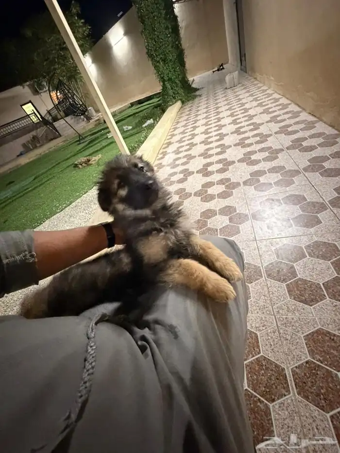 جراوه جيرمن شيبرد سيبل بيور 9