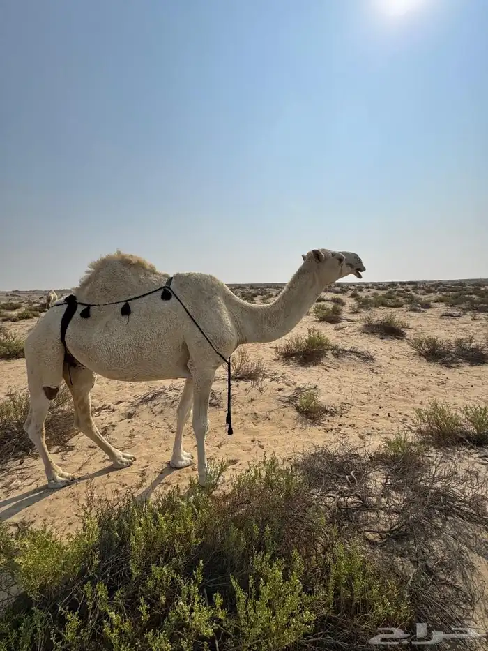 حايل وضحى للبيع 0