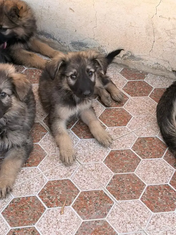 جراوه جيرمن شيبرد سيبل بيور 3