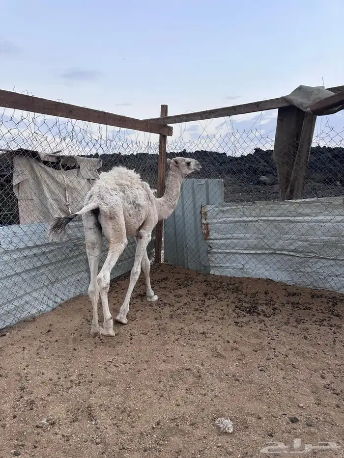 قعود تربيه 3